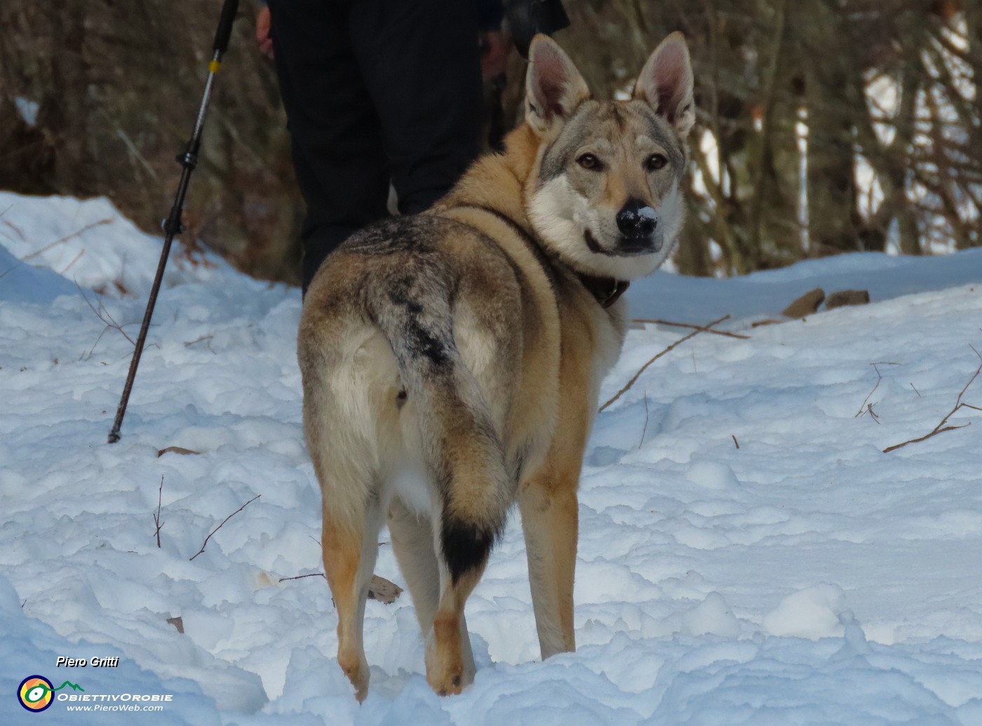 25 Laika osserva tutto con attenzione.JPG